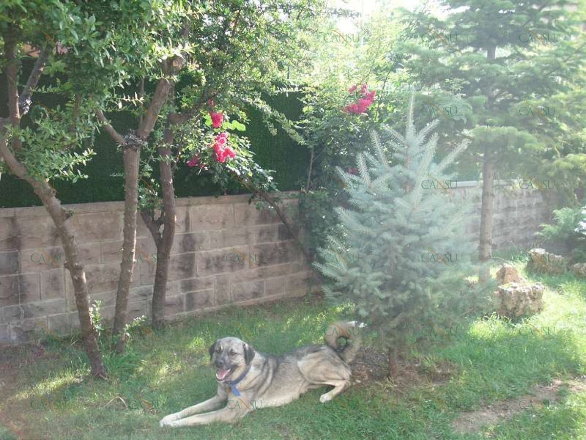 Çim Duvar, Dekoratif Çit, Çim Çit, Şimşir Duvar, Çiçekli Duvar, Bitki Duvar, Yapay Çim Duvar, Yapay Çim Çit